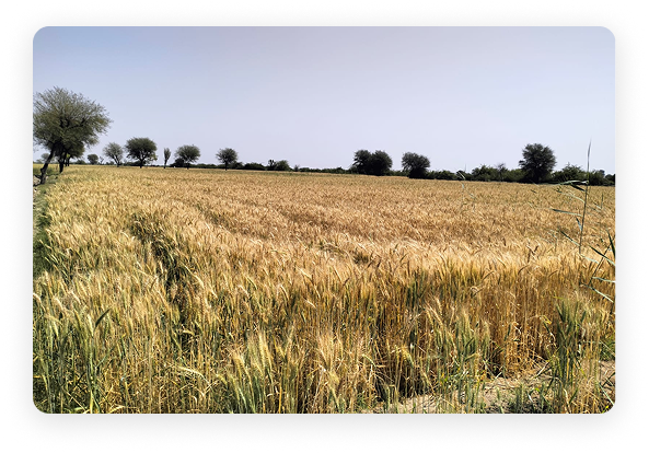 Community 1 land assessment in Mirpurkhas