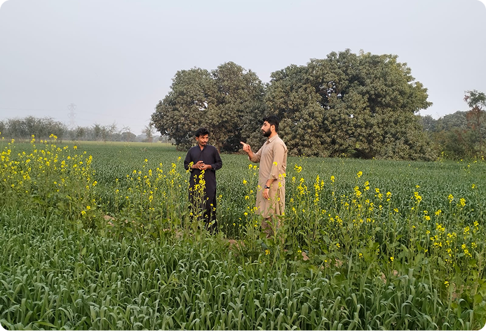 Savak farmer field work