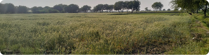 Savak landscape assessment